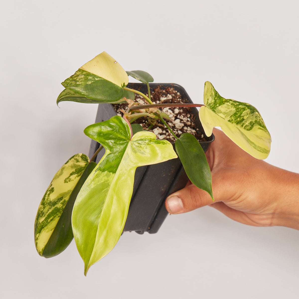 Philodendron Florida &quot;Beauty&quot; Starter+