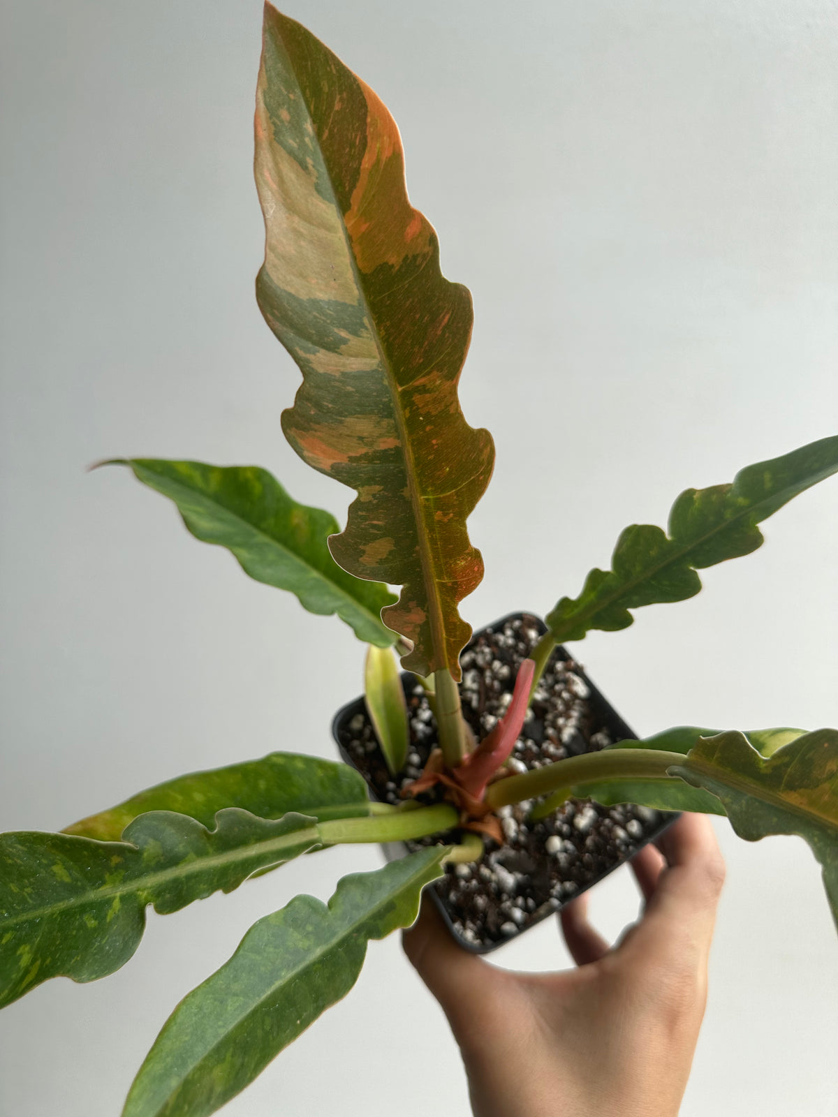 Philodendron Ring of Fire Starter+