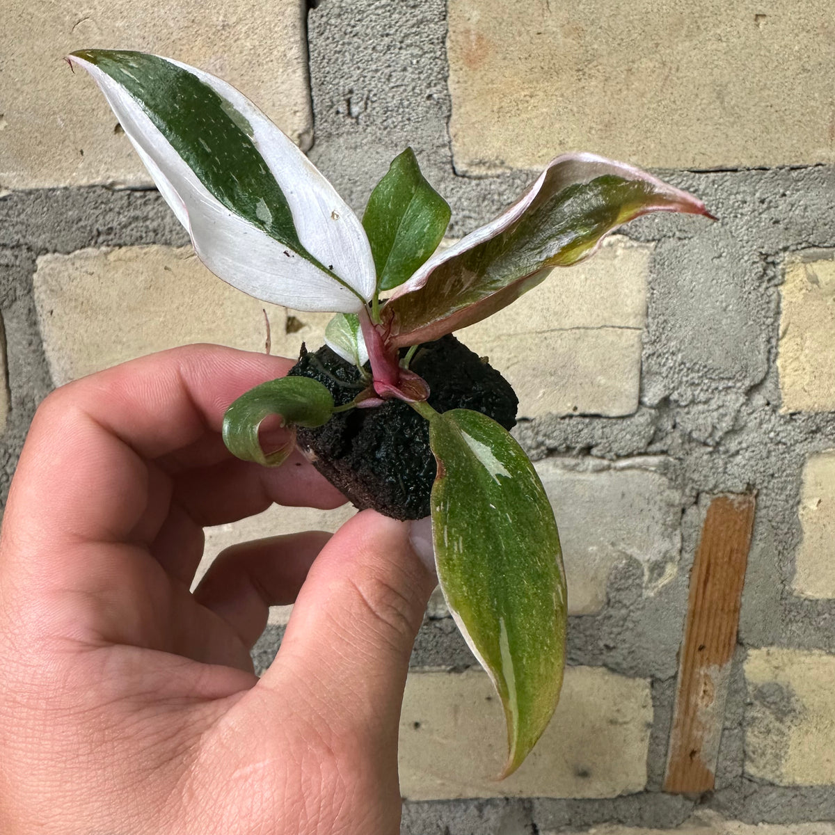 Philodendron Red Anderson Starter