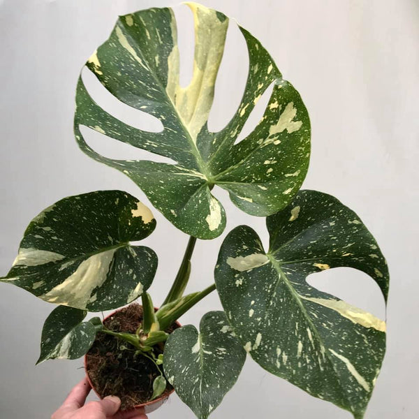 Avenue 60 Monstera Deliciosa Thai Constellation Variegated Fully Rooted in 4 Pot