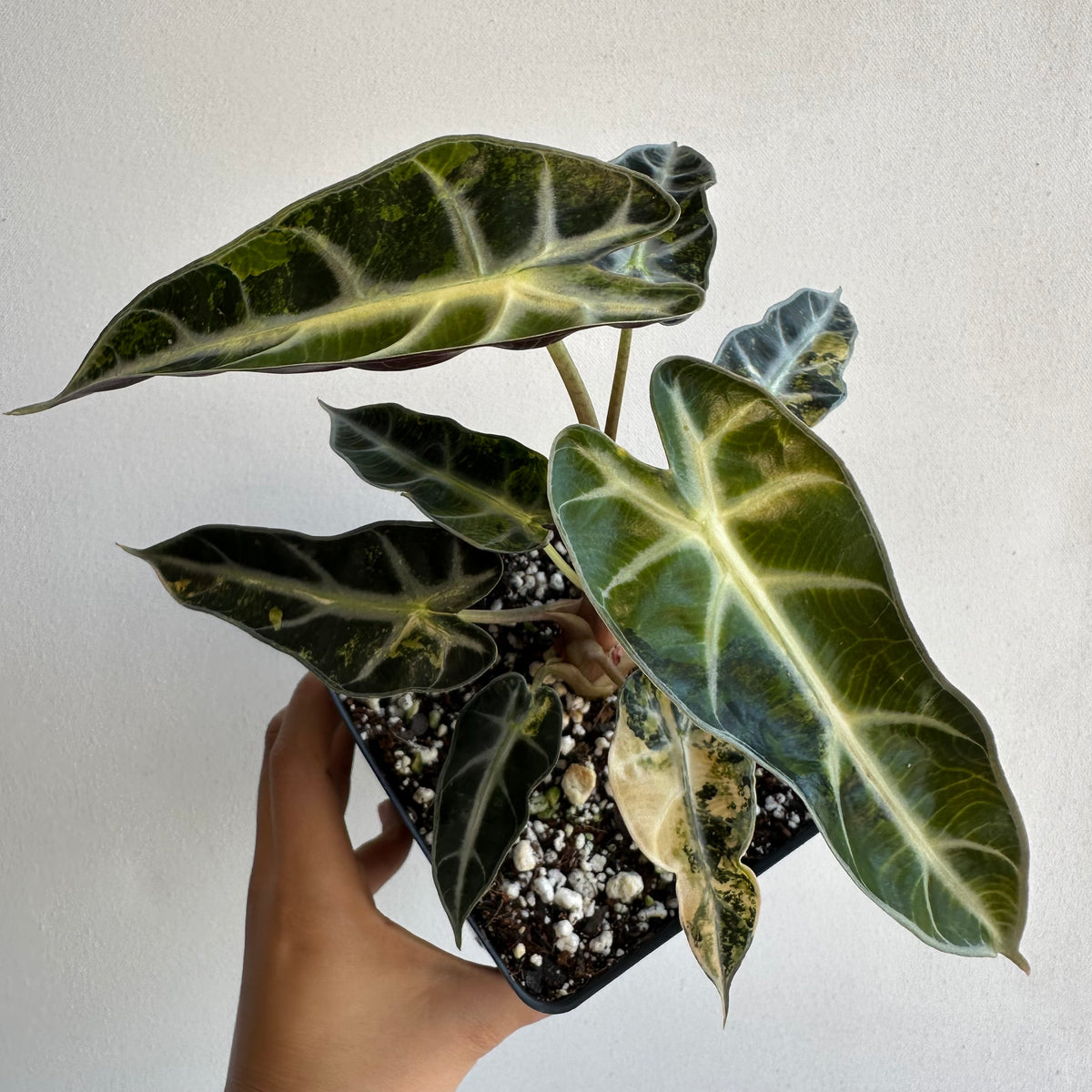 Alocasia Bambino &quot;Aurea&quot; Mature