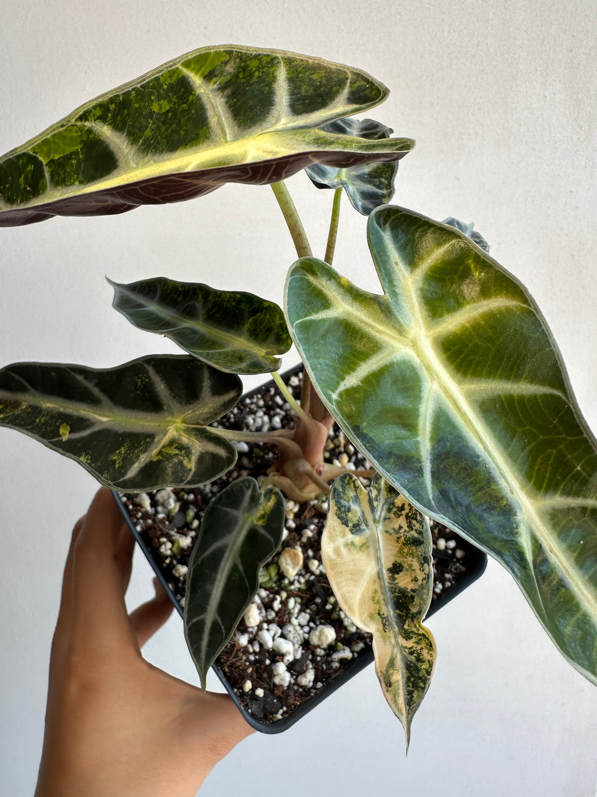 Alocasia Bambino &quot;Aurea&quot; Mature