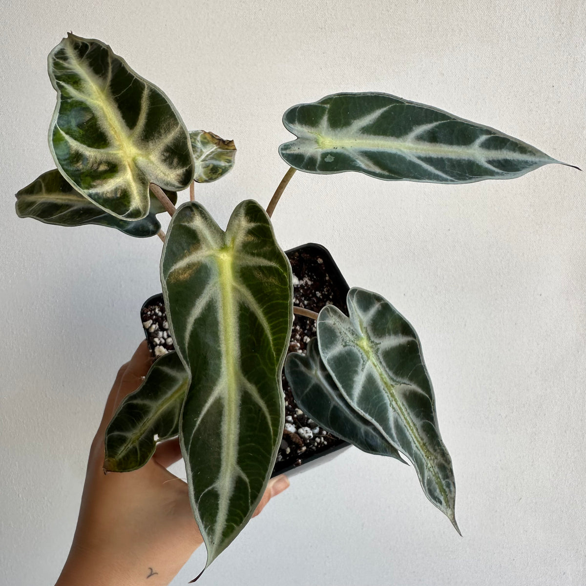 Alocasia Bambino &quot;Aurea&quot; Mature