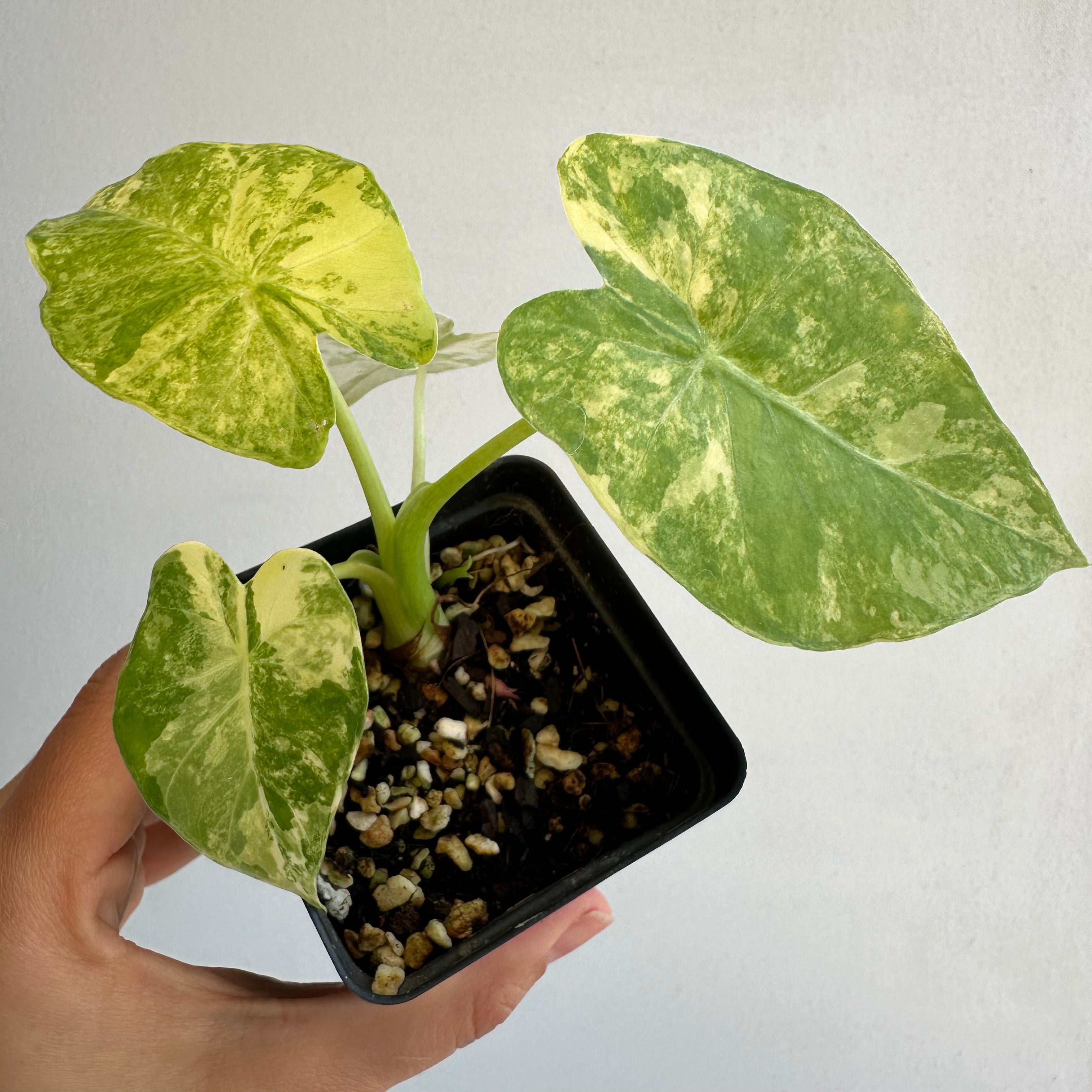 Alocasia 2024 Gageana Aurea Variegated starter plant