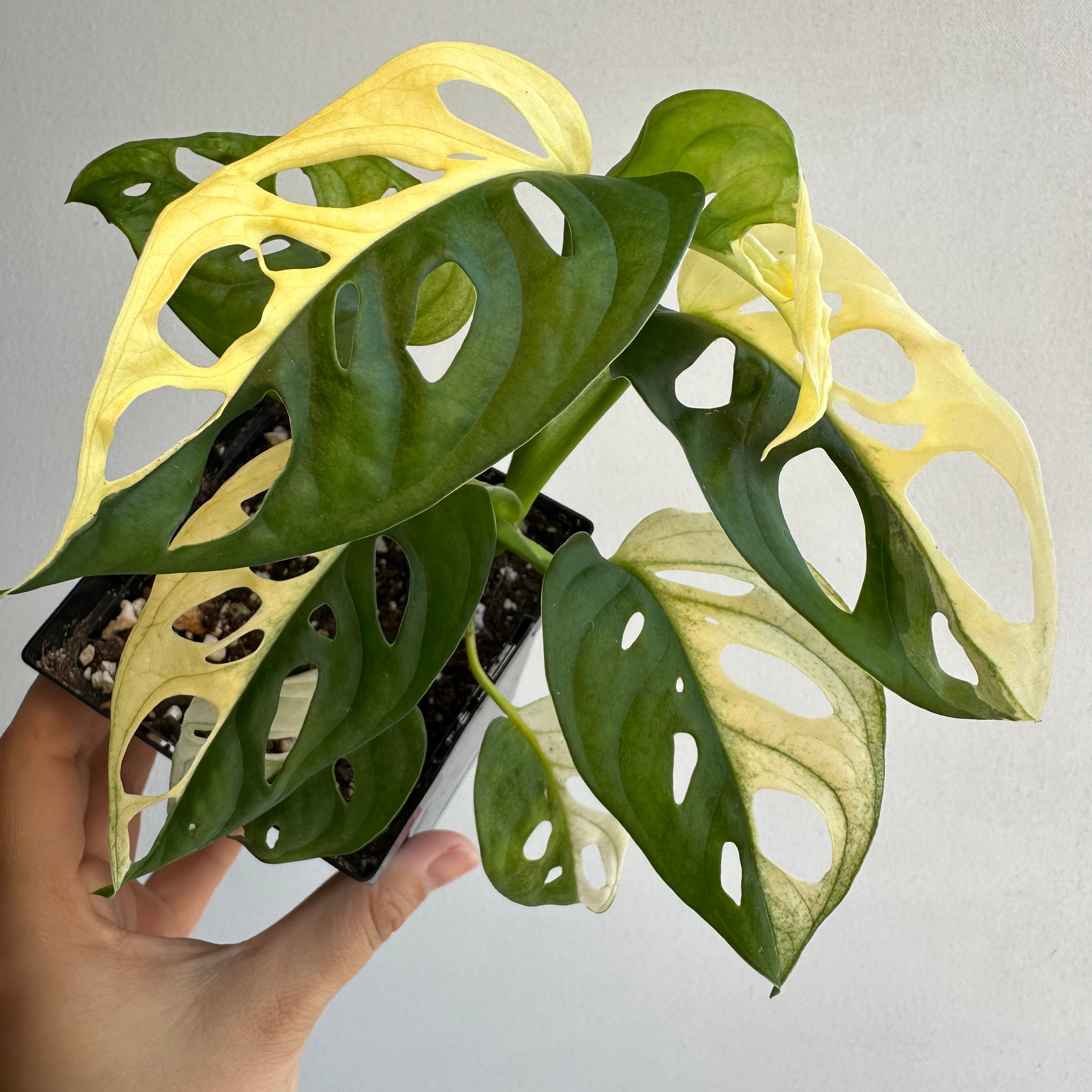 Monstera Albo Halfmoon Variegated House Plant Aroid Tropical Indoor buy Outdoor DHL Express Free Phytosanitary Certificate