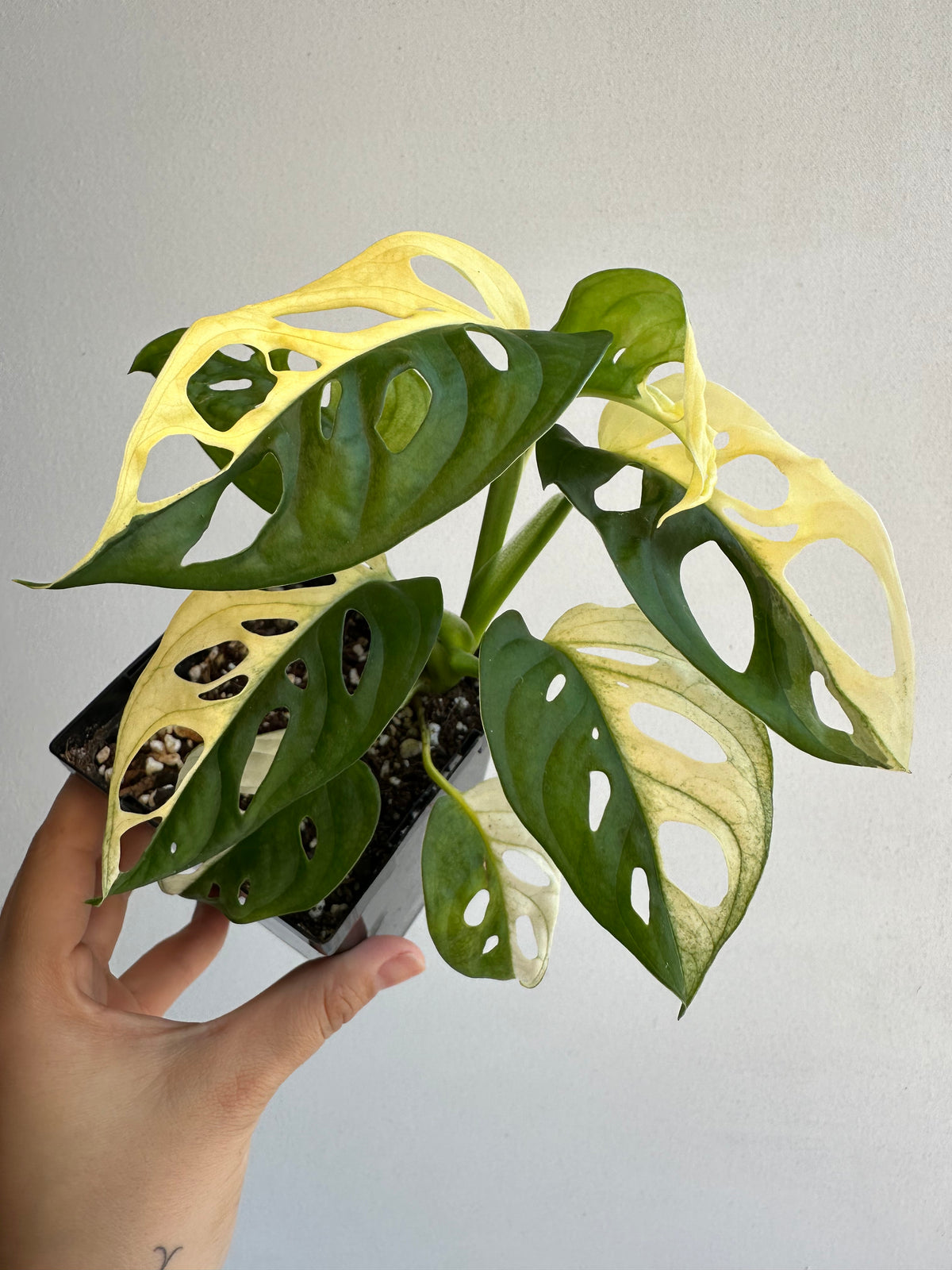 Monstera Adansonii &quot;Albo&quot; Half Moon