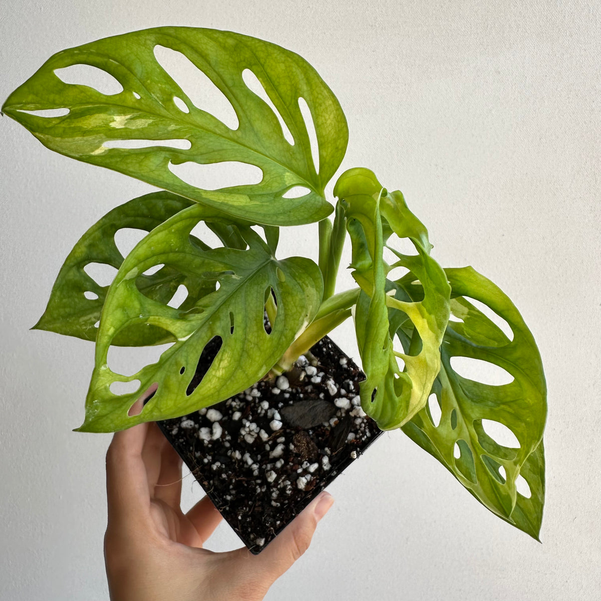 Monstera Adansonii &quot;Variegata Reverted&quot; Starter+