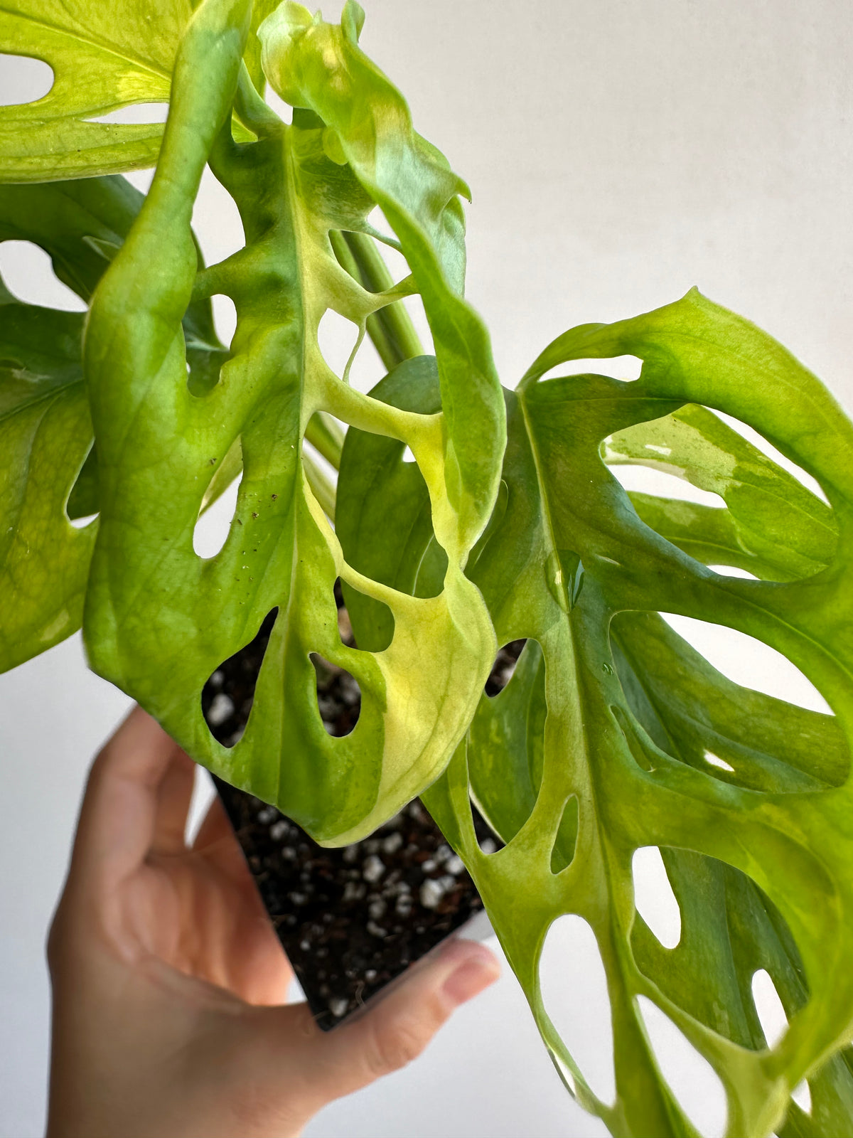 Monstera Adansonii &quot;Variegata Reverted&quot; Starter+