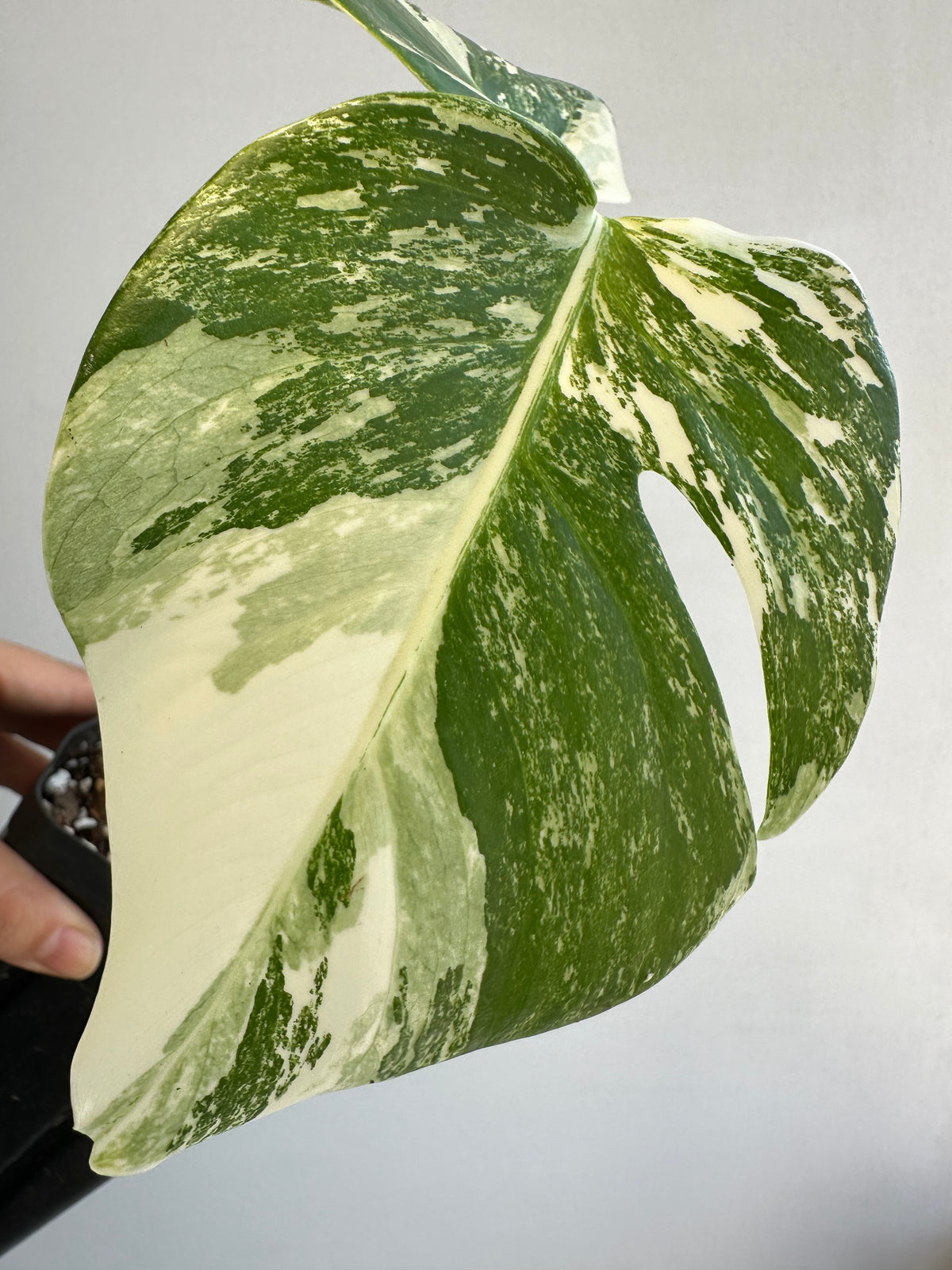 Monstera Borsigiana &quot;Albo&quot; Starter+