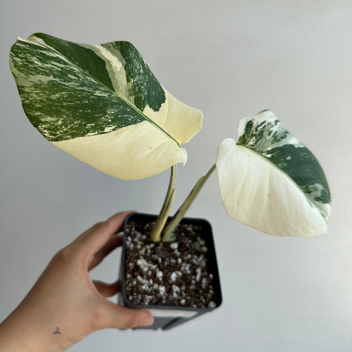 Monstera Borsigiana &quot;Albo&quot; Starter+