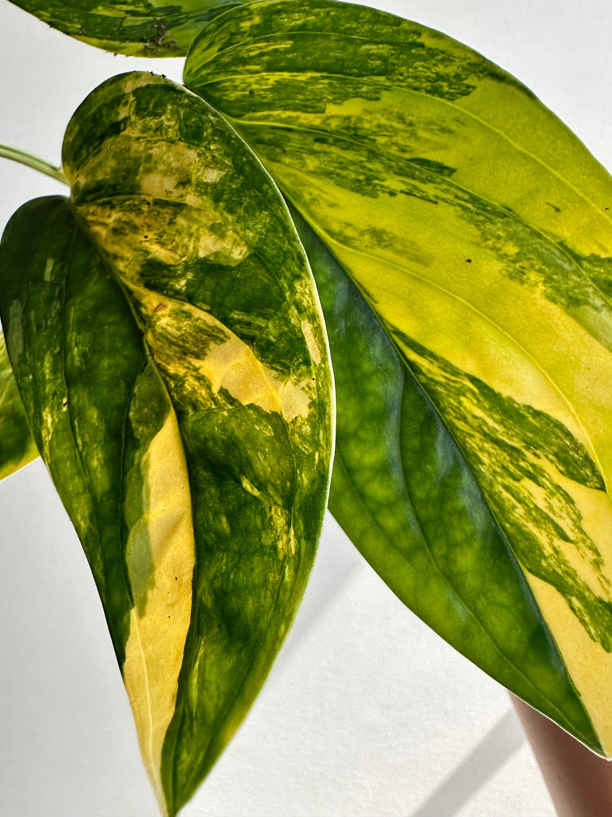 Monstera Karstenianum Peru &quot;Variegated&quot; Starter+