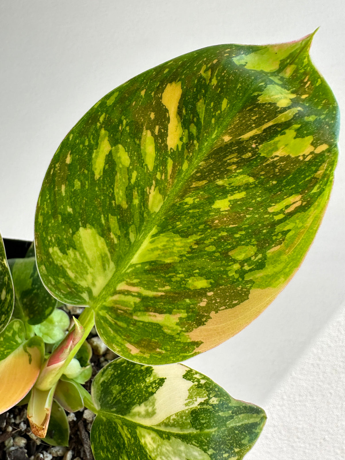 Philodendron Green Congo &quot;Hybrid&quot; Starter+