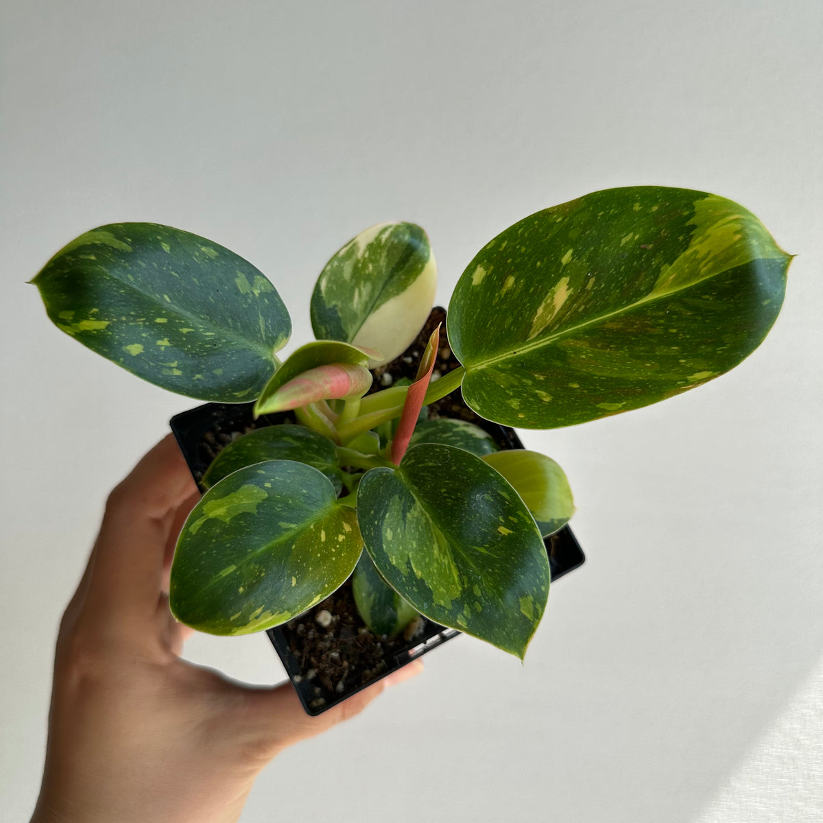 Philodendron Green Congo &quot;Hybrid&quot; Starter+