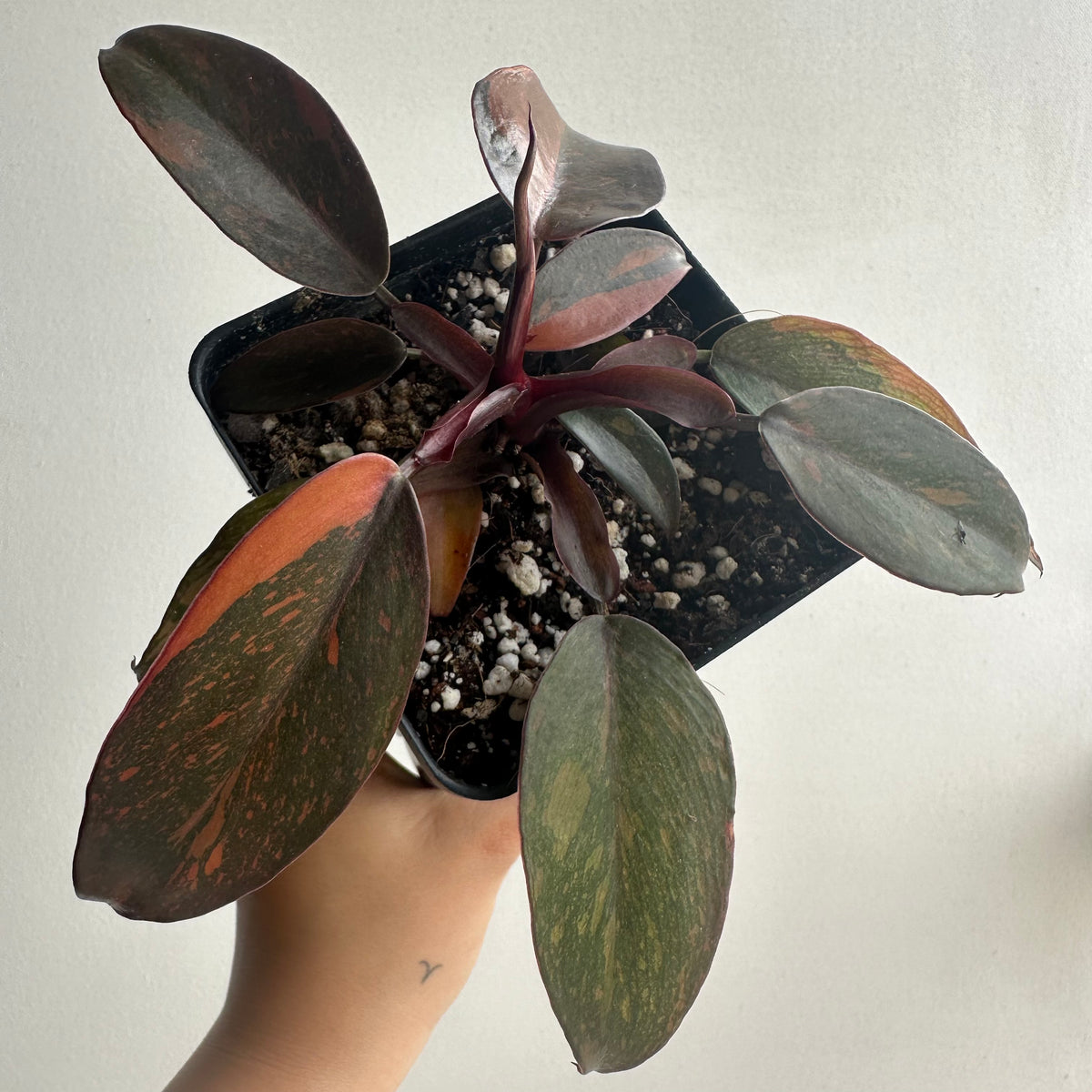 Philodendron Orange Princess Starter+