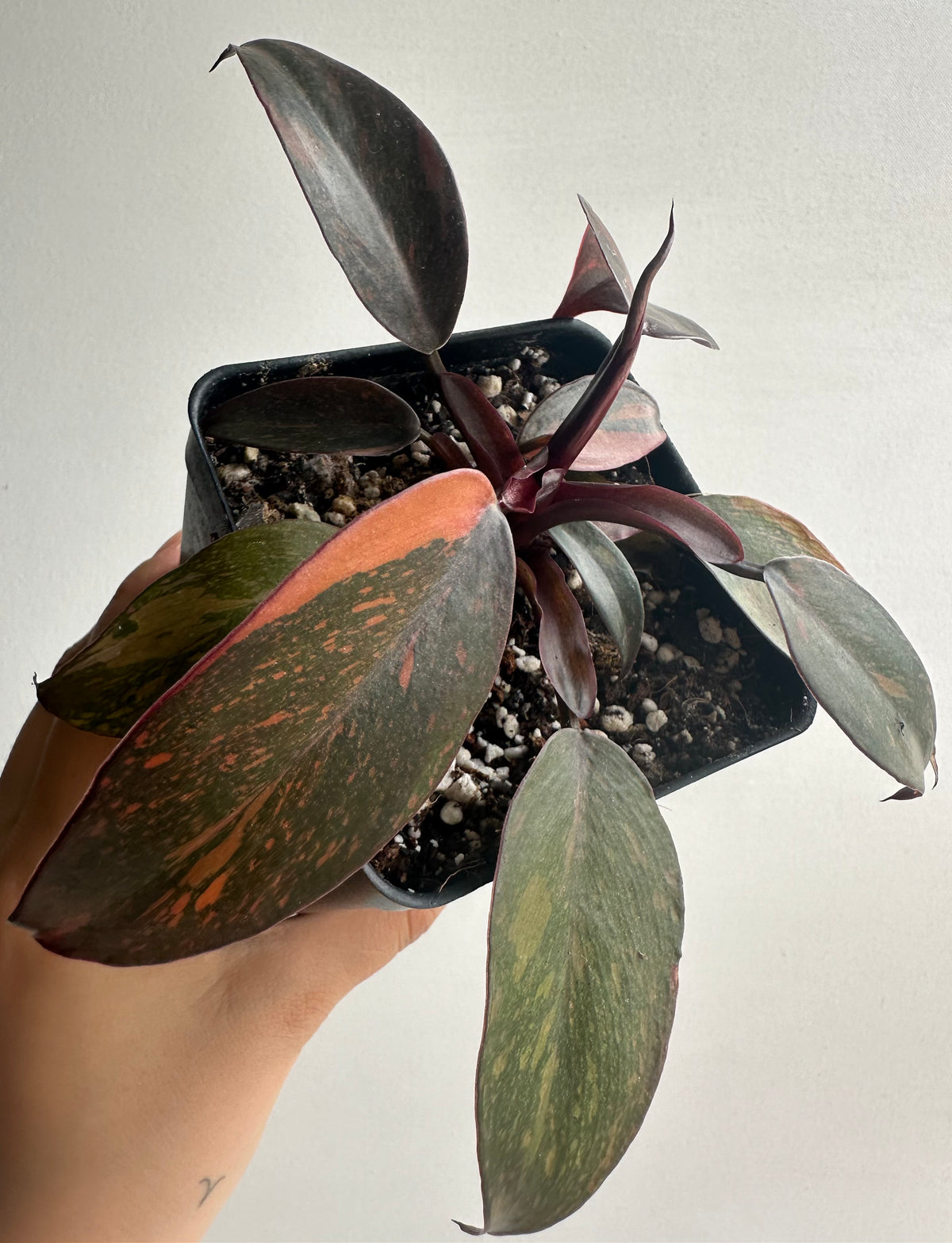 Philodendron Orange Princess Starter+