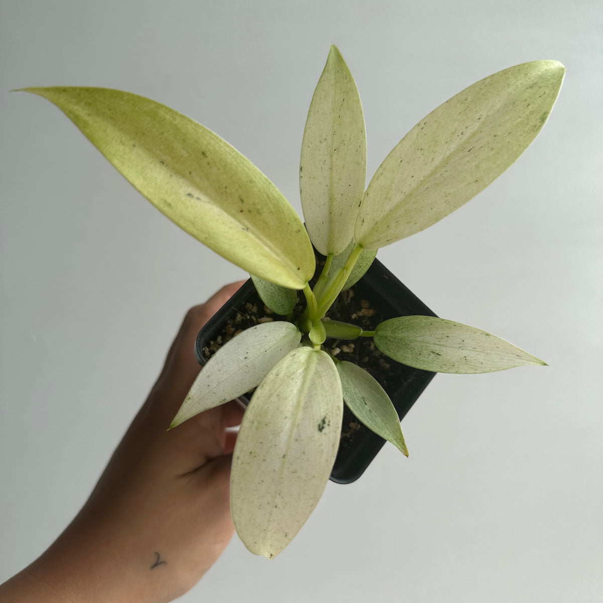 Philodendron Whipple Way Starter+