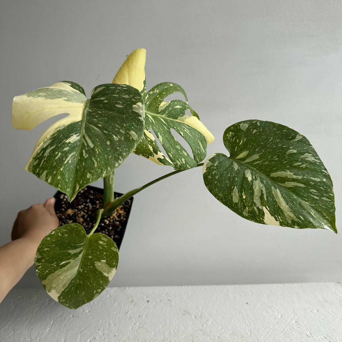 Monstera Thai Constellation Mature