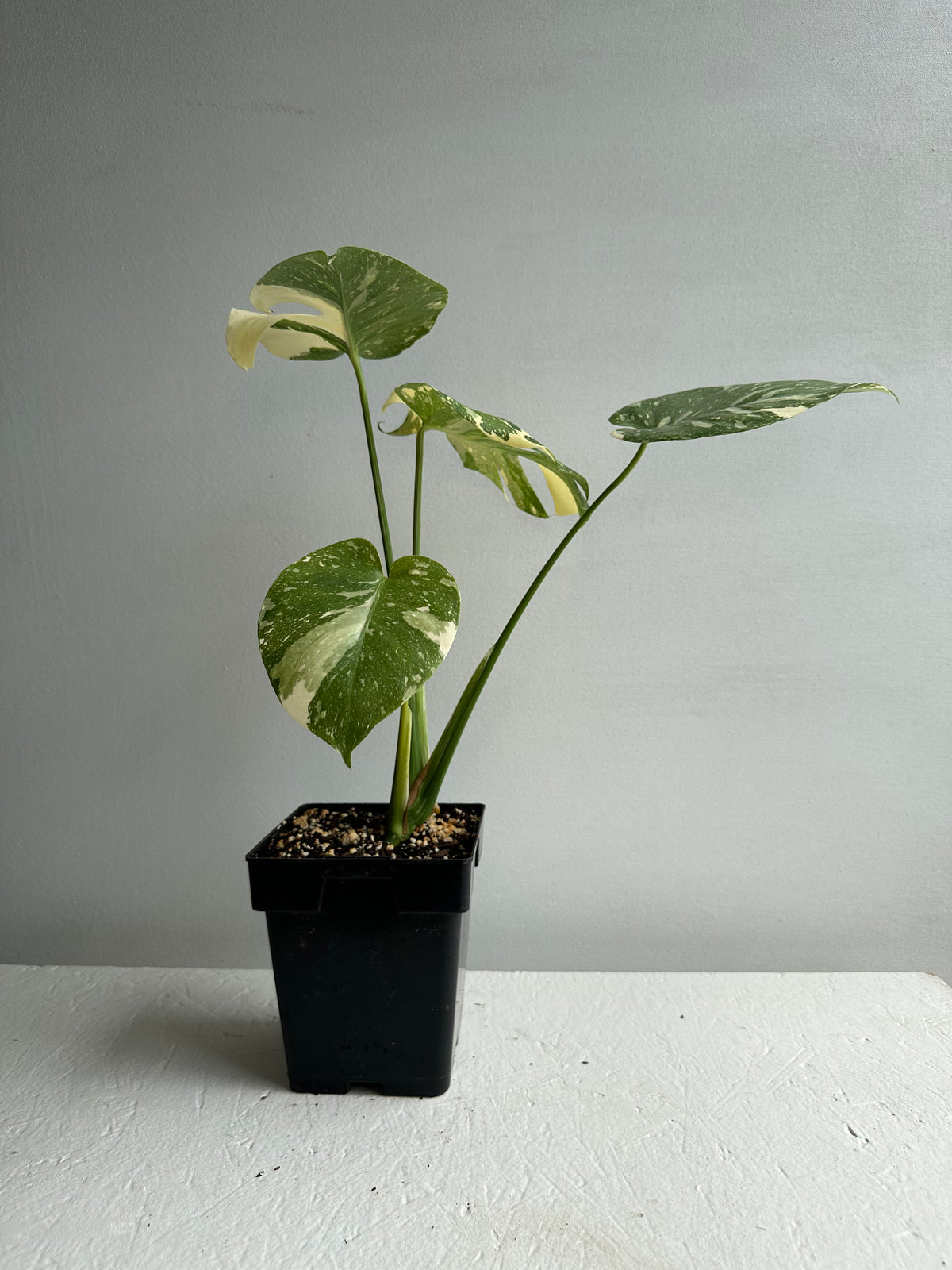 Monstera Thai Constellation Mature