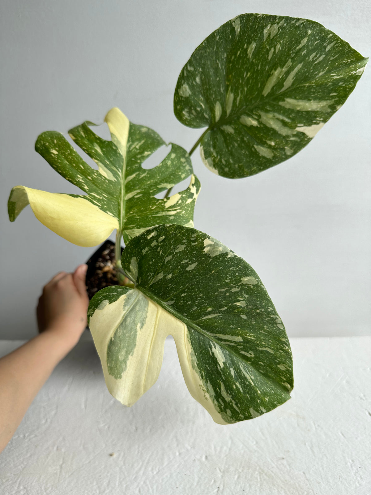 Monstera Thai Constellation Mature