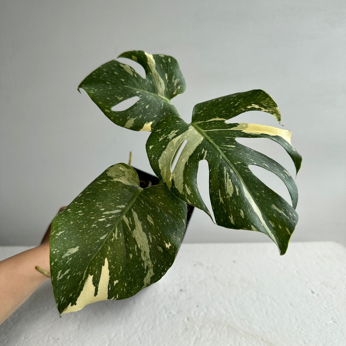 Monstera Thai Constellation Mature