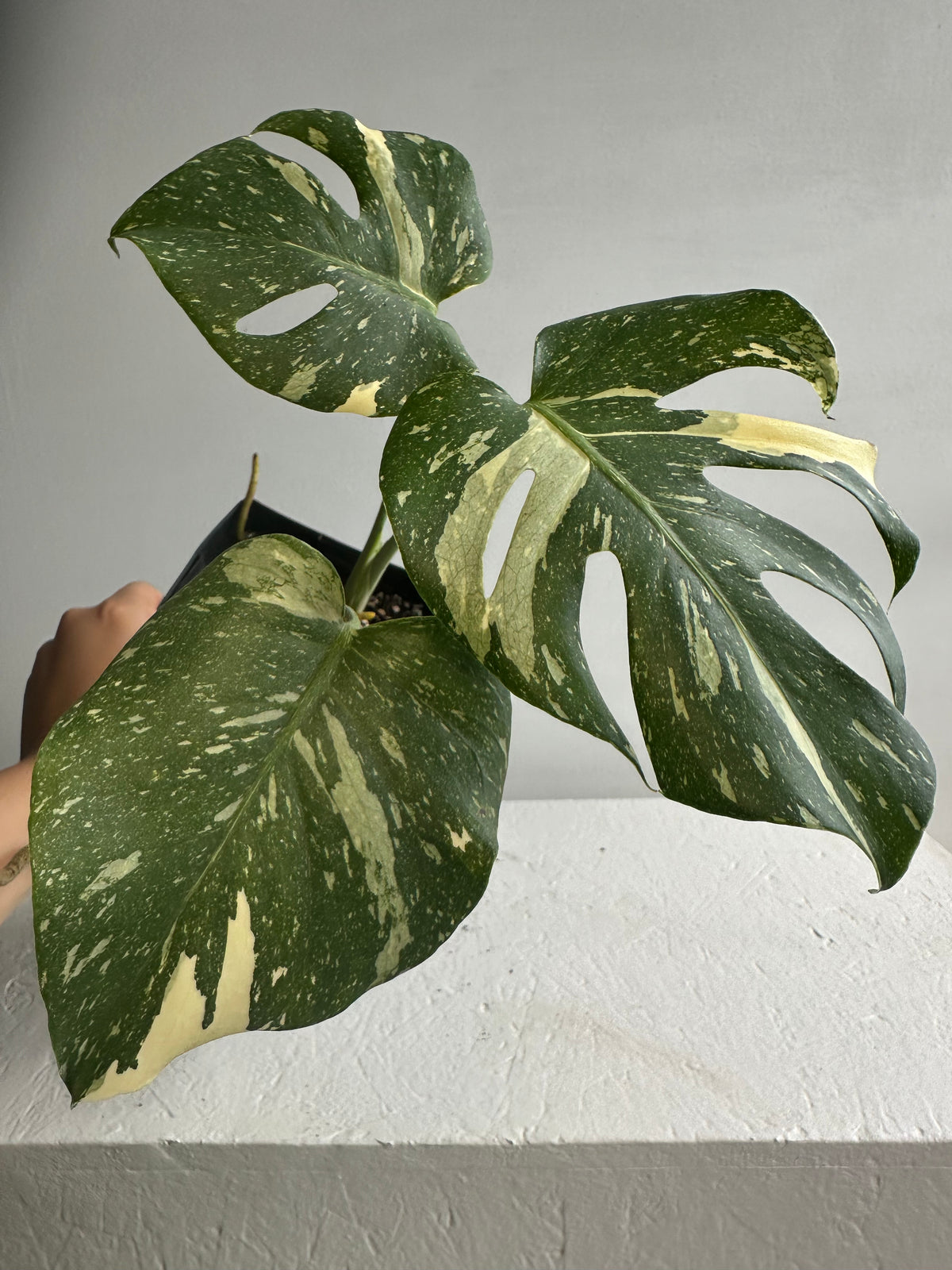 Monstera Thai Constellation Mature