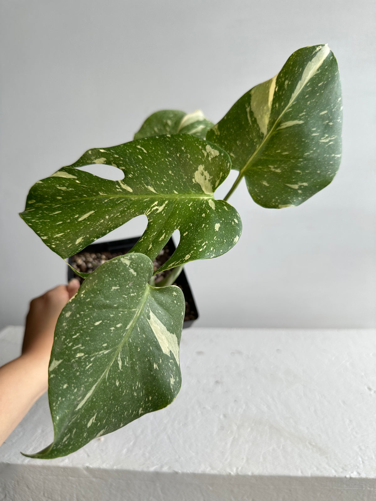 Monstera Thai Constellation Mature