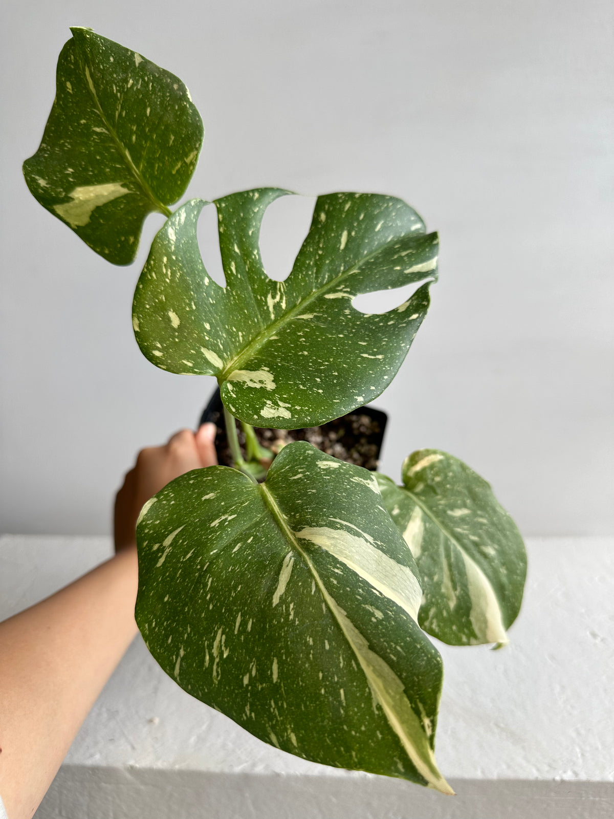 Monstera Thai Constellation Mature