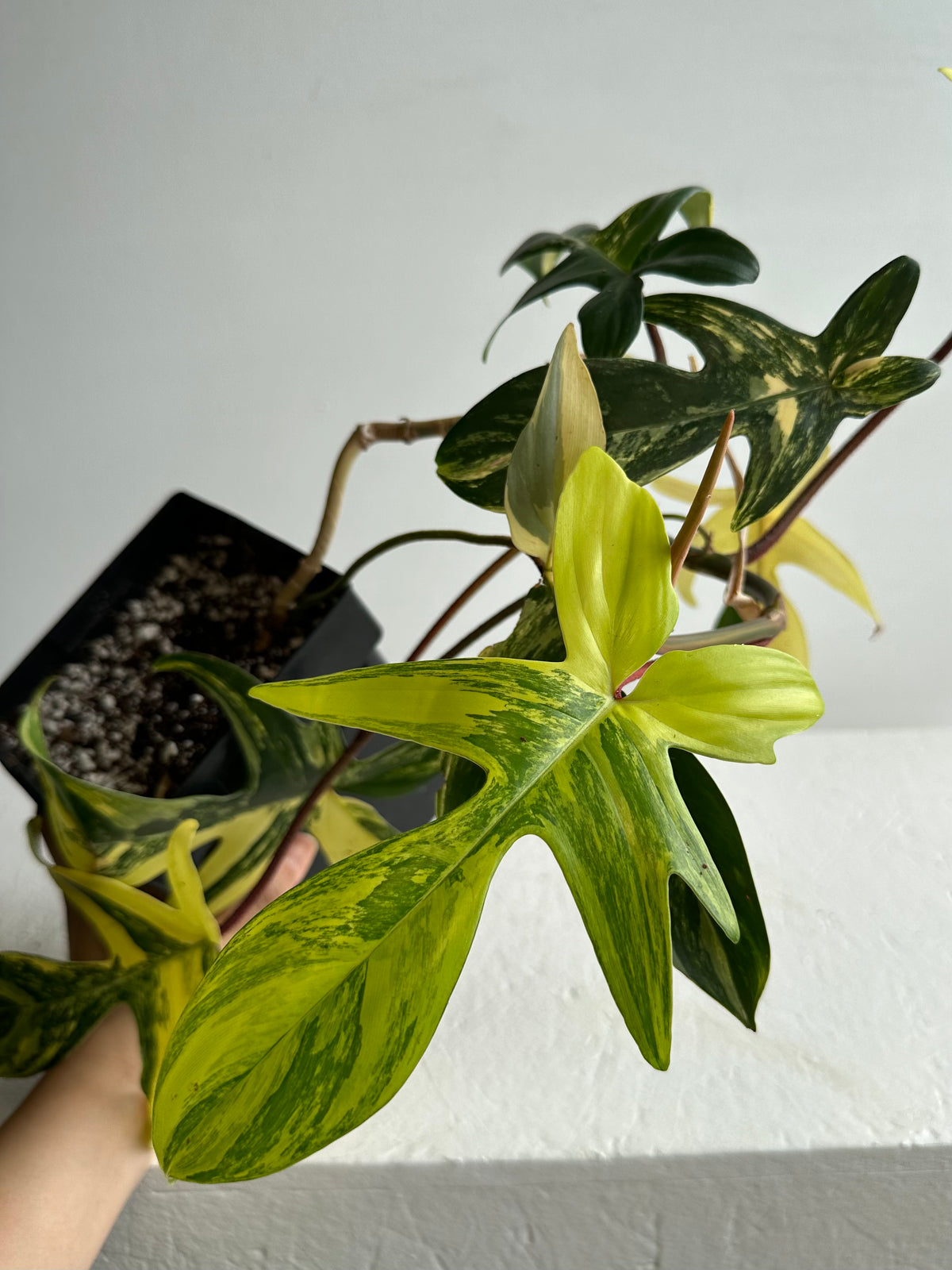 Philodendron Florida &quot;Beauty&quot; Mature