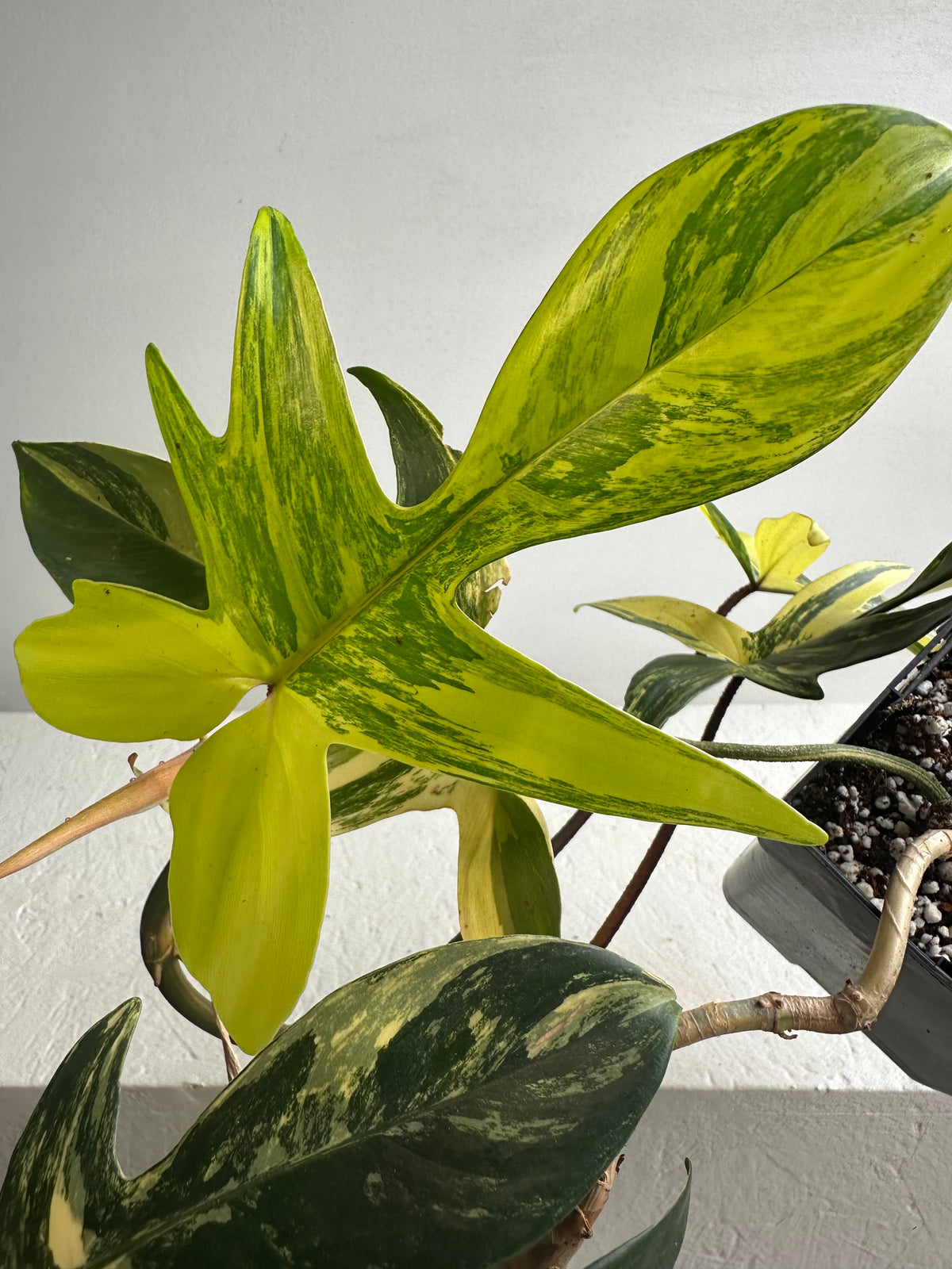 Philodendron Florida &quot;Beauty&quot; Mature