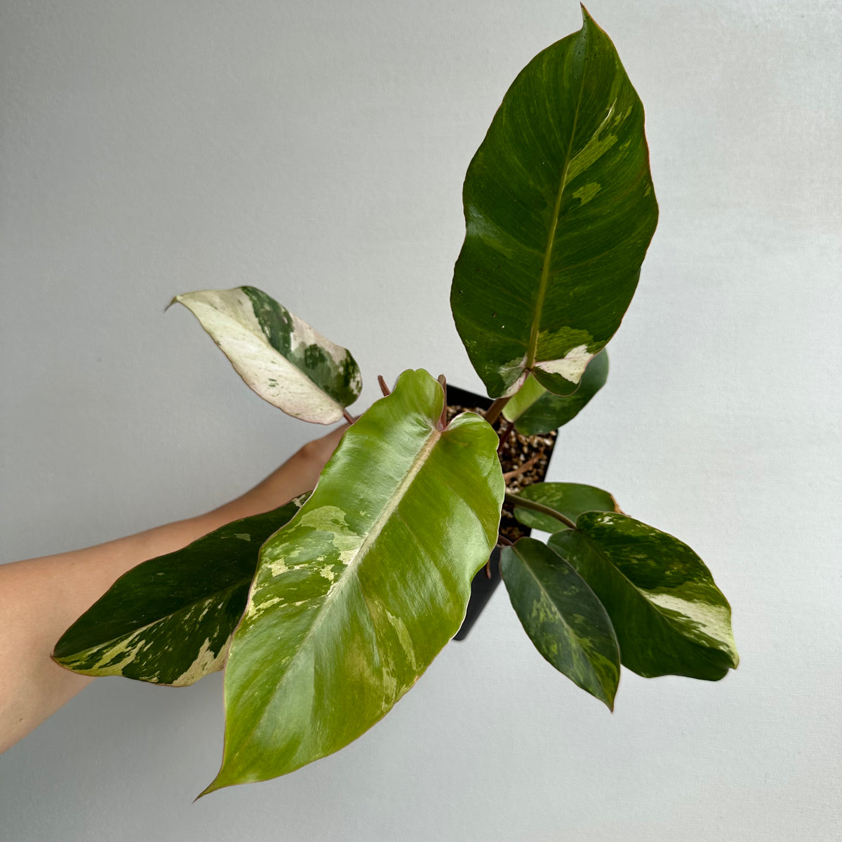 Philodendron Snowdrift &quot;Premium&quot;