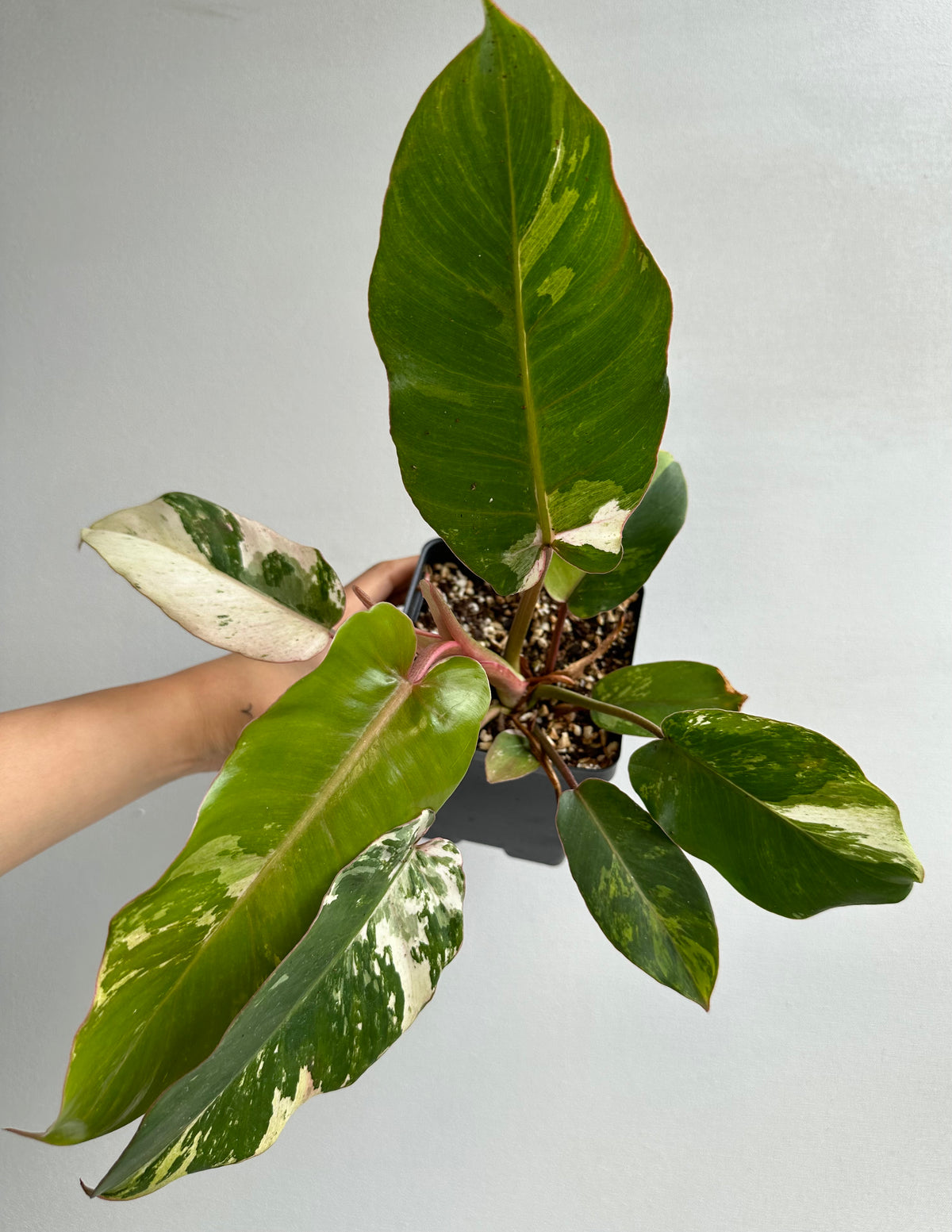 Philodendron Snowdrift &quot;Premium&quot;