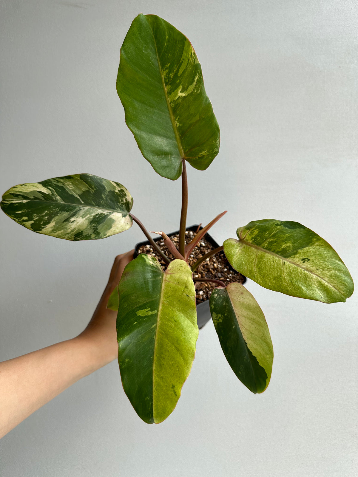 Philodendron Snowdrift &quot;Premium&quot;