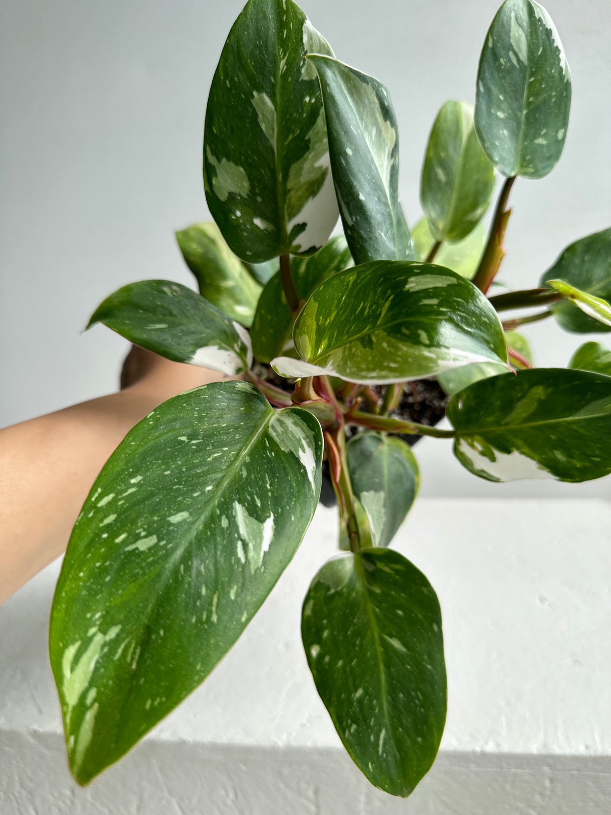 Philodendron White Princess Mature