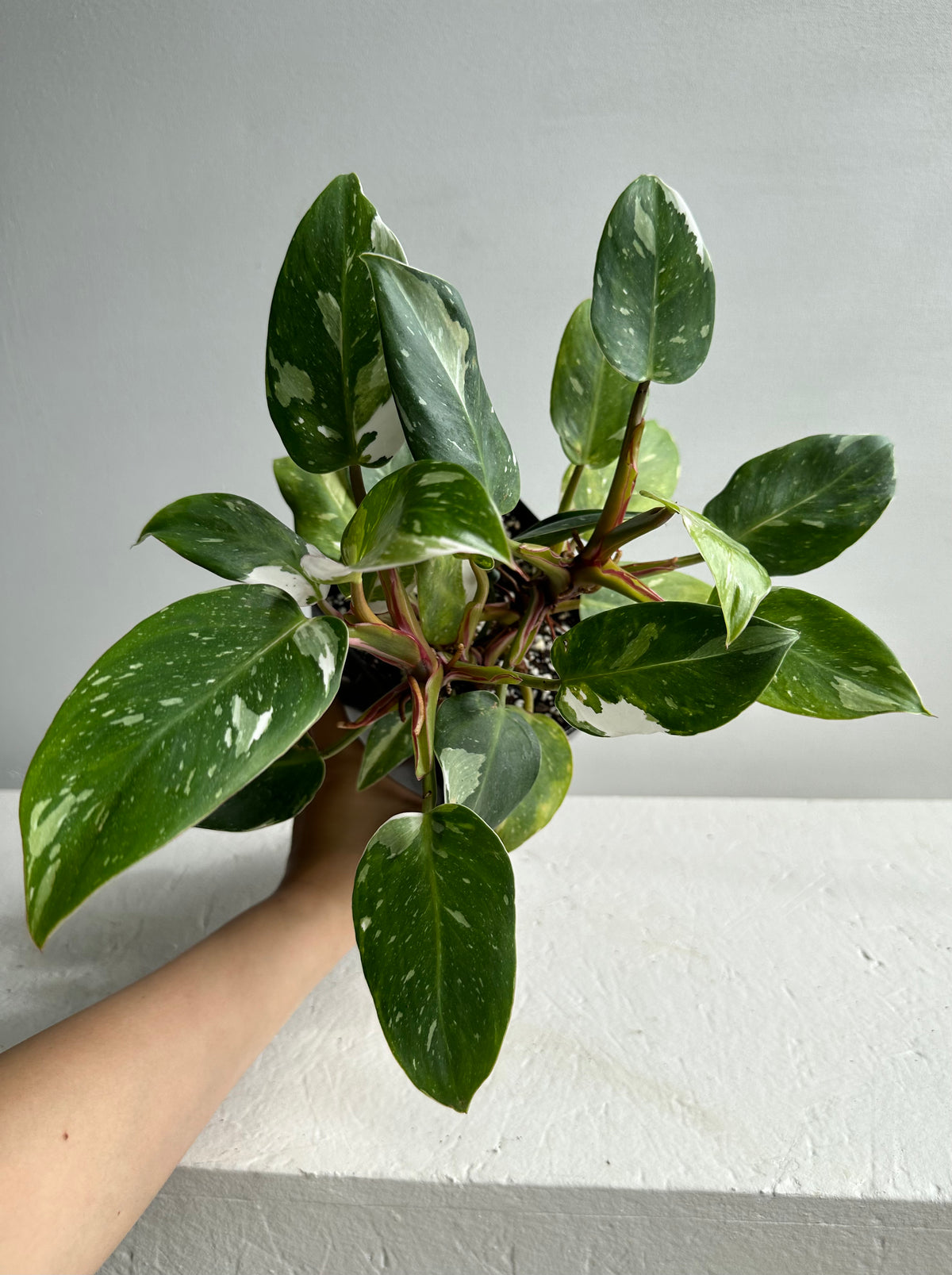 Philodendron White Princess Mature