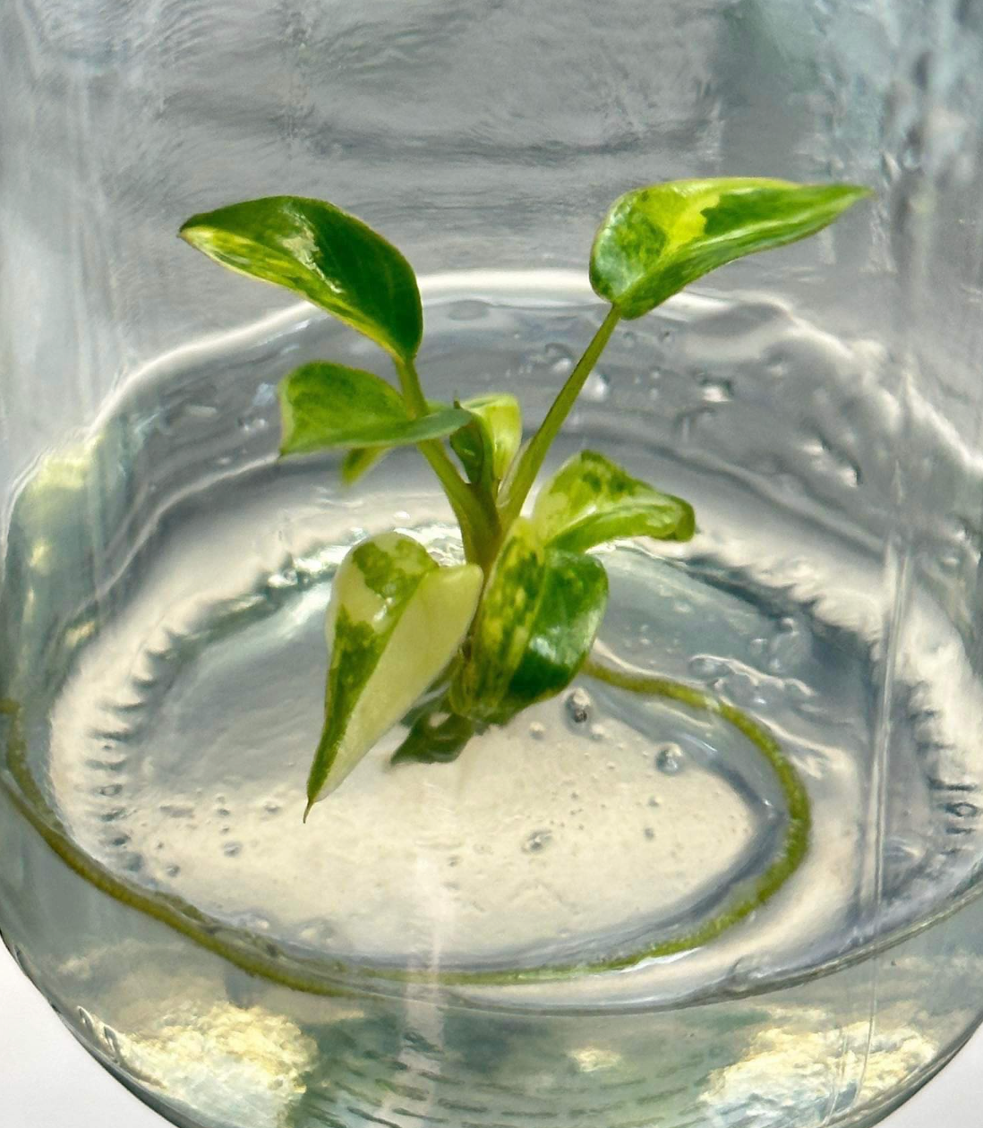 Philodendron Billietiae Variegated Tissue Culture