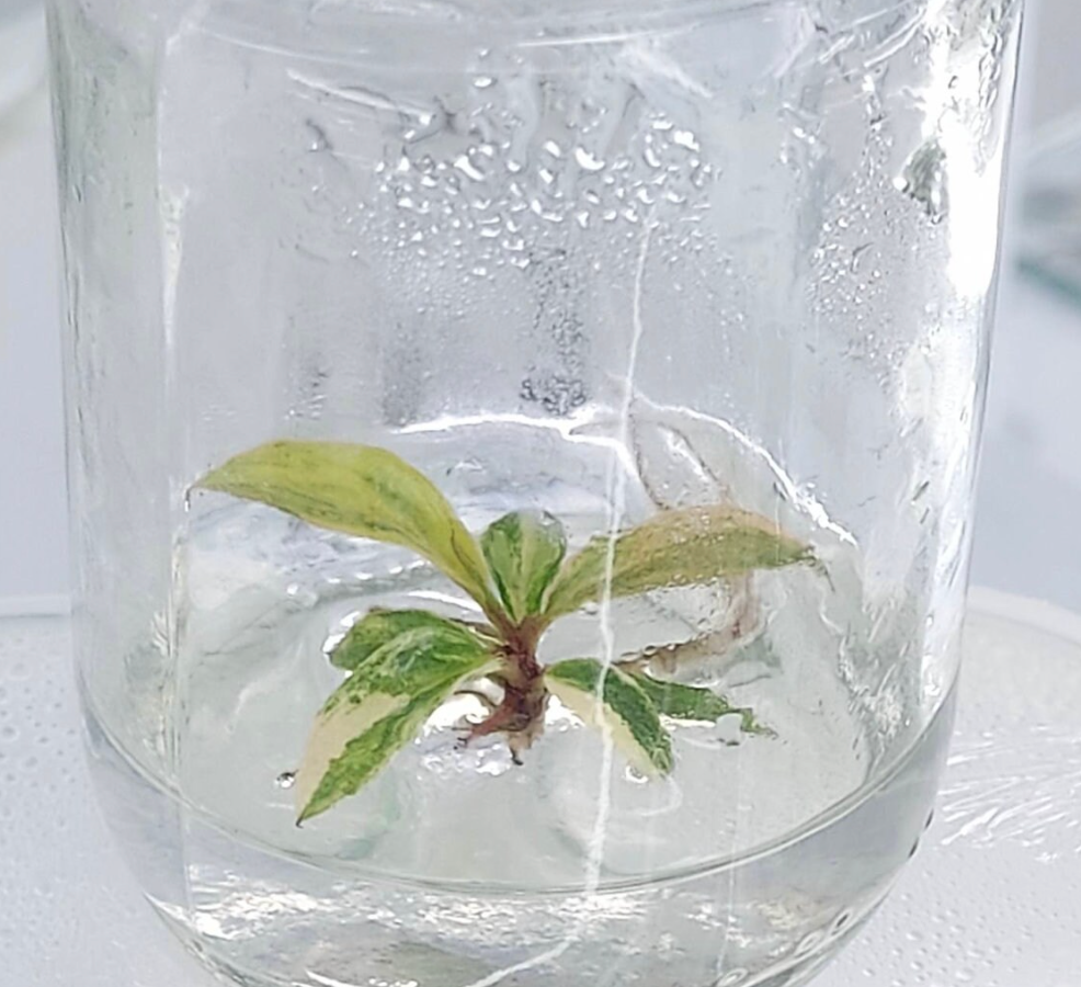 Philodendron Caramel Marble Tissue Culture