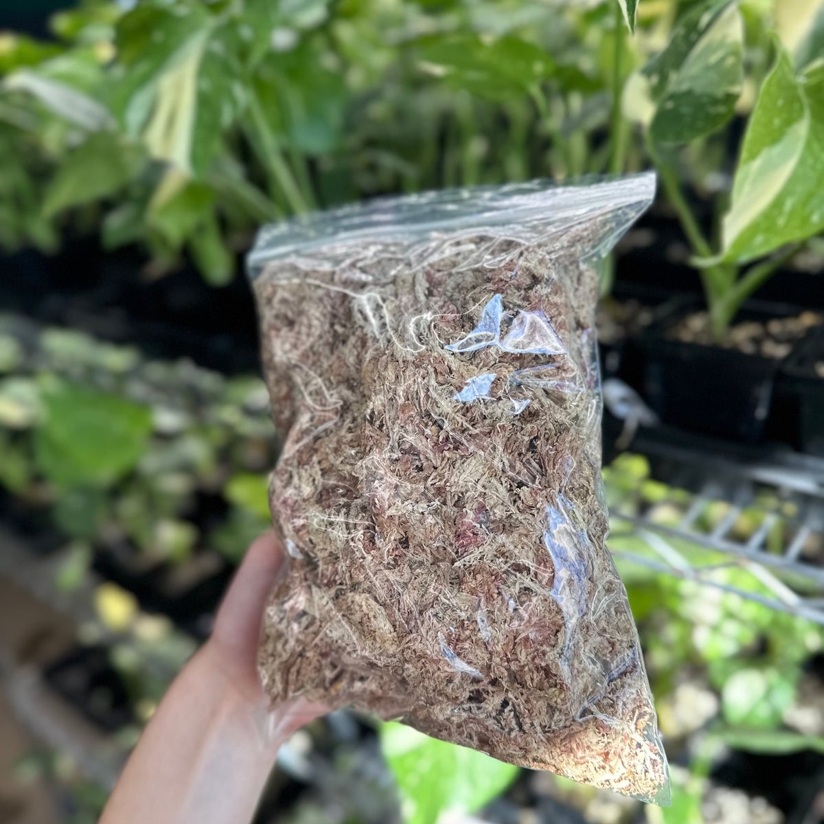 Premium Peruvian Sphagnum Moss