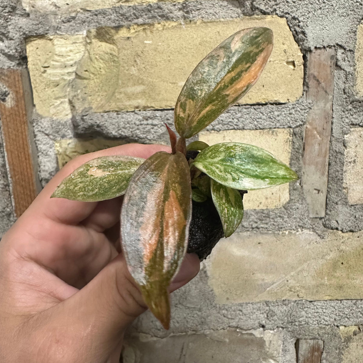 Philodendron Orange Princess Starter Plant