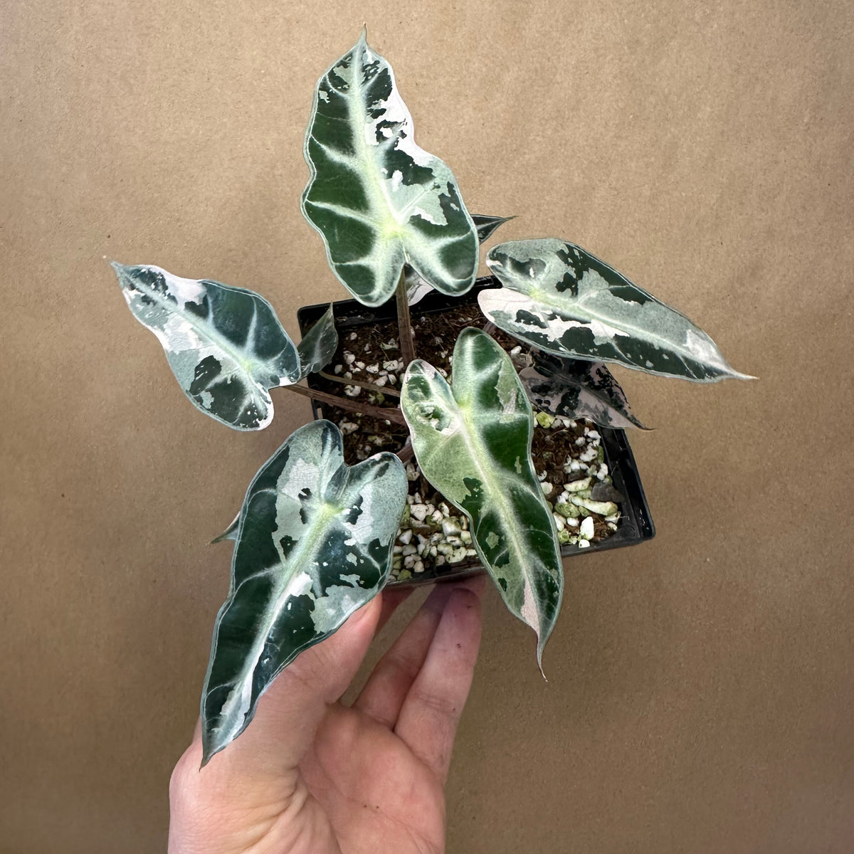 Alocasia Variegated Bambino &quot;Pink&quot; Starter+