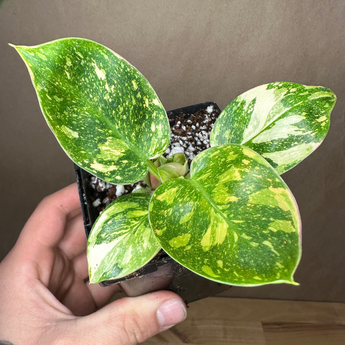 Philodendron Variegated Green Congo 4&quot; Starter Plant