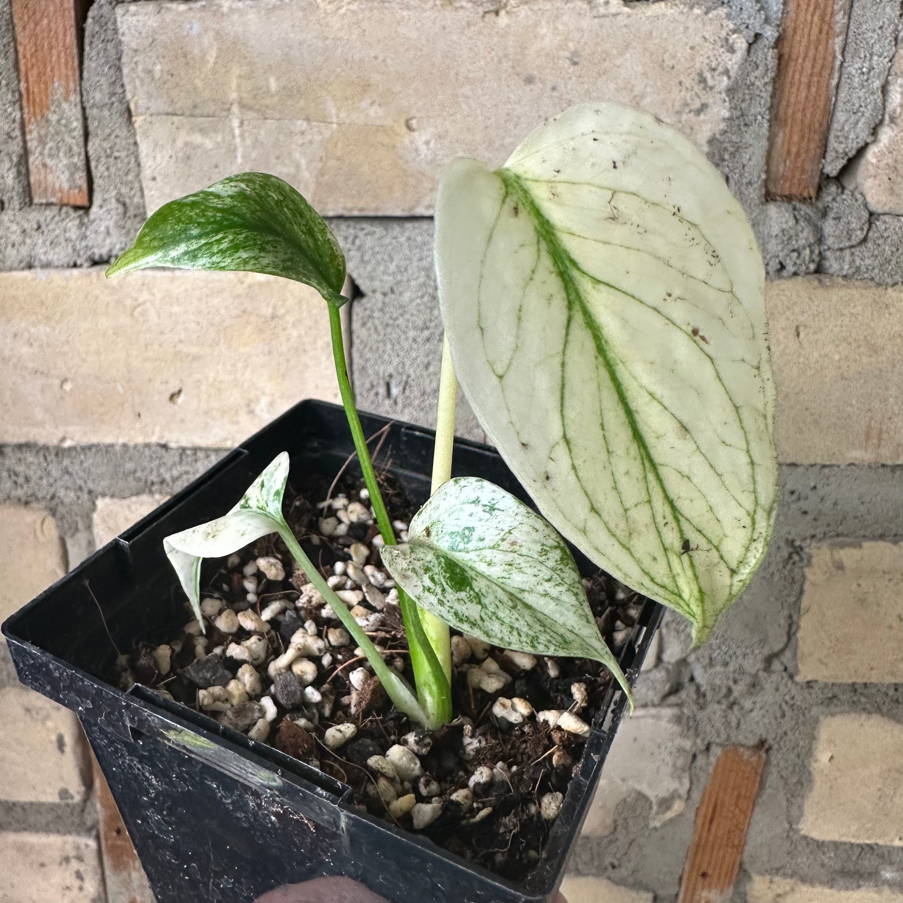 Monstera Deliciosa 