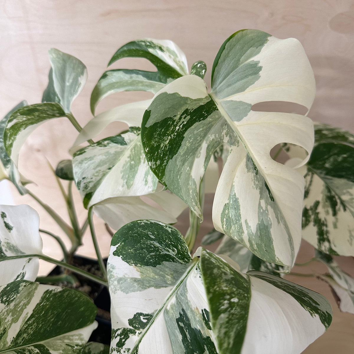 Monstera Borsigiana &quot;Albo&quot; *Growers Choice