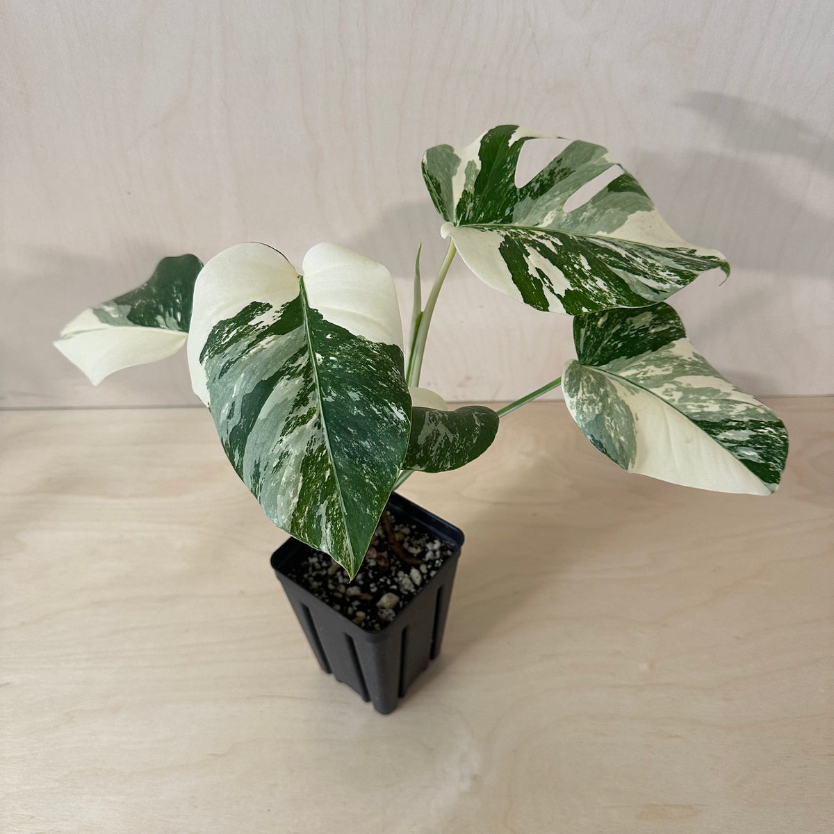 Monstera Borsigiana &quot;Albo&quot; *Growers Choice