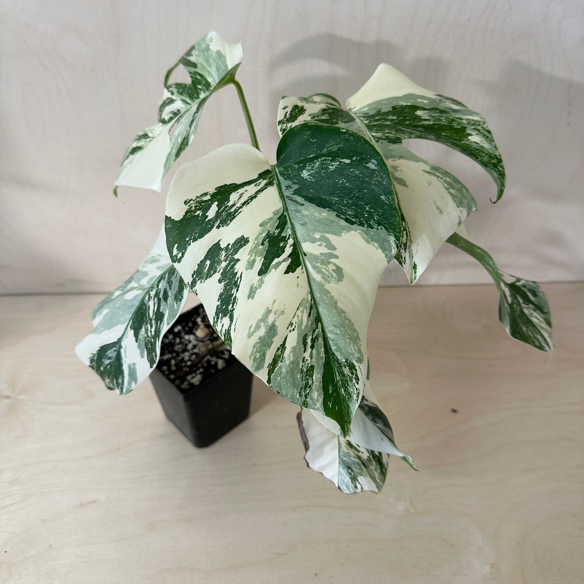 Monstera Borsigiana &quot;Albo&quot; *Growers Choice