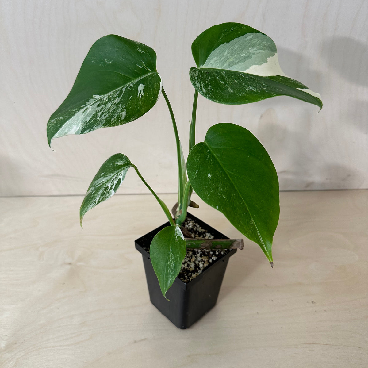 Monstera Borsigiana &quot;Albo&quot; *Growers Choice