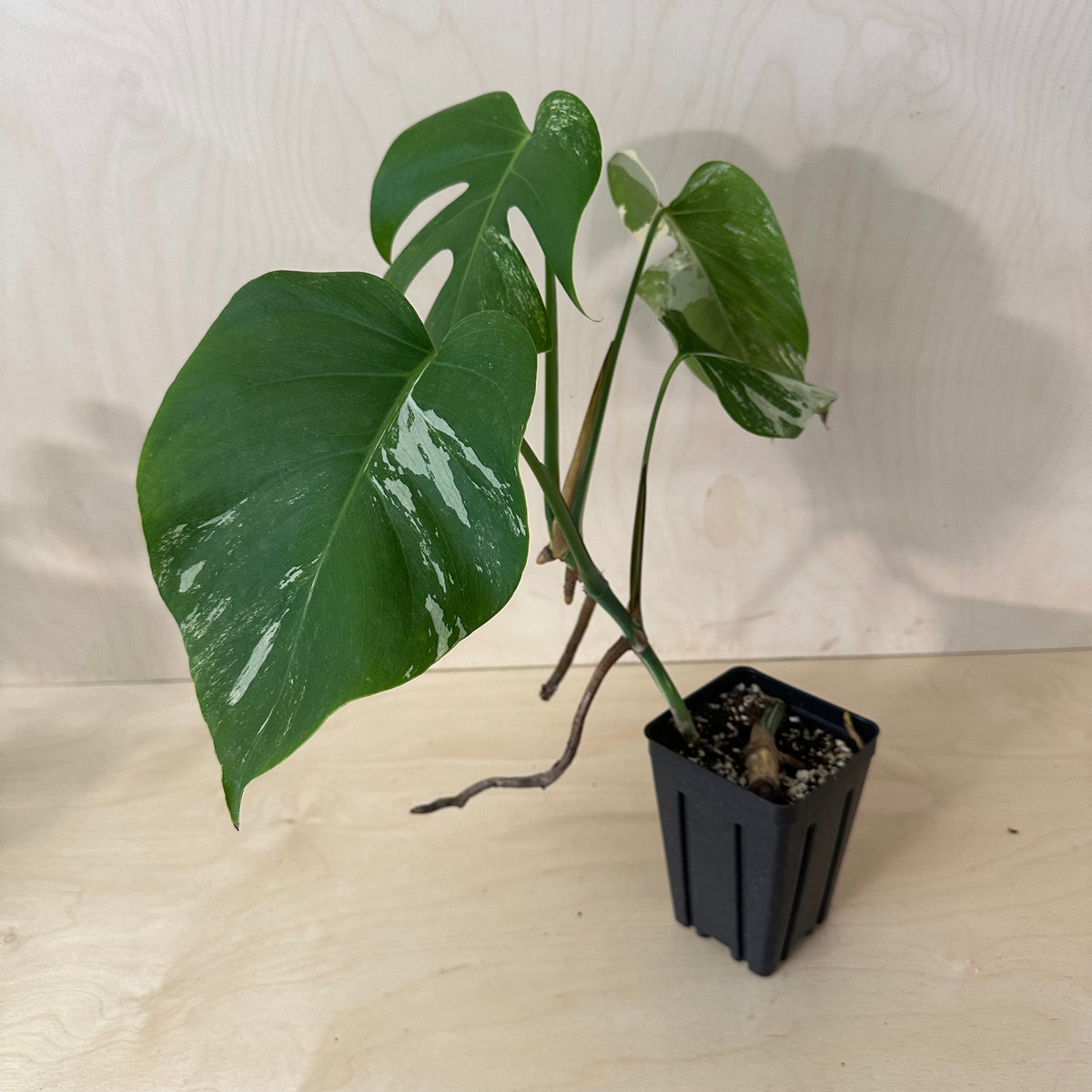 Monstera Borsigiana &quot;Albo&quot; *Growers Choice