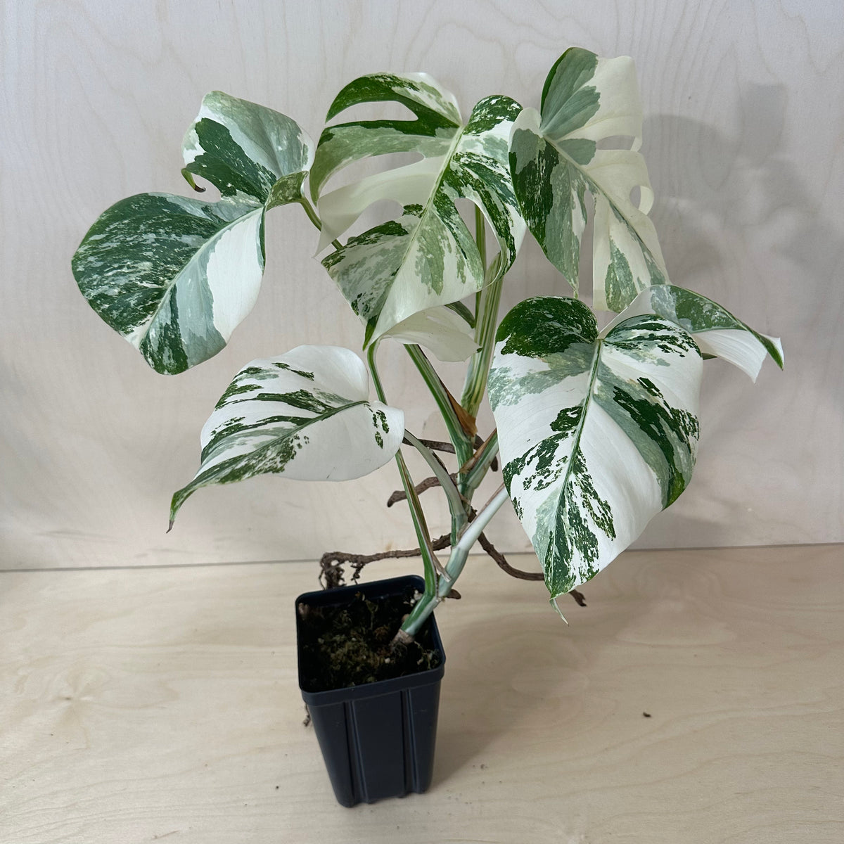 Monstera Borsigiana &quot;Albo&quot; (1A1)