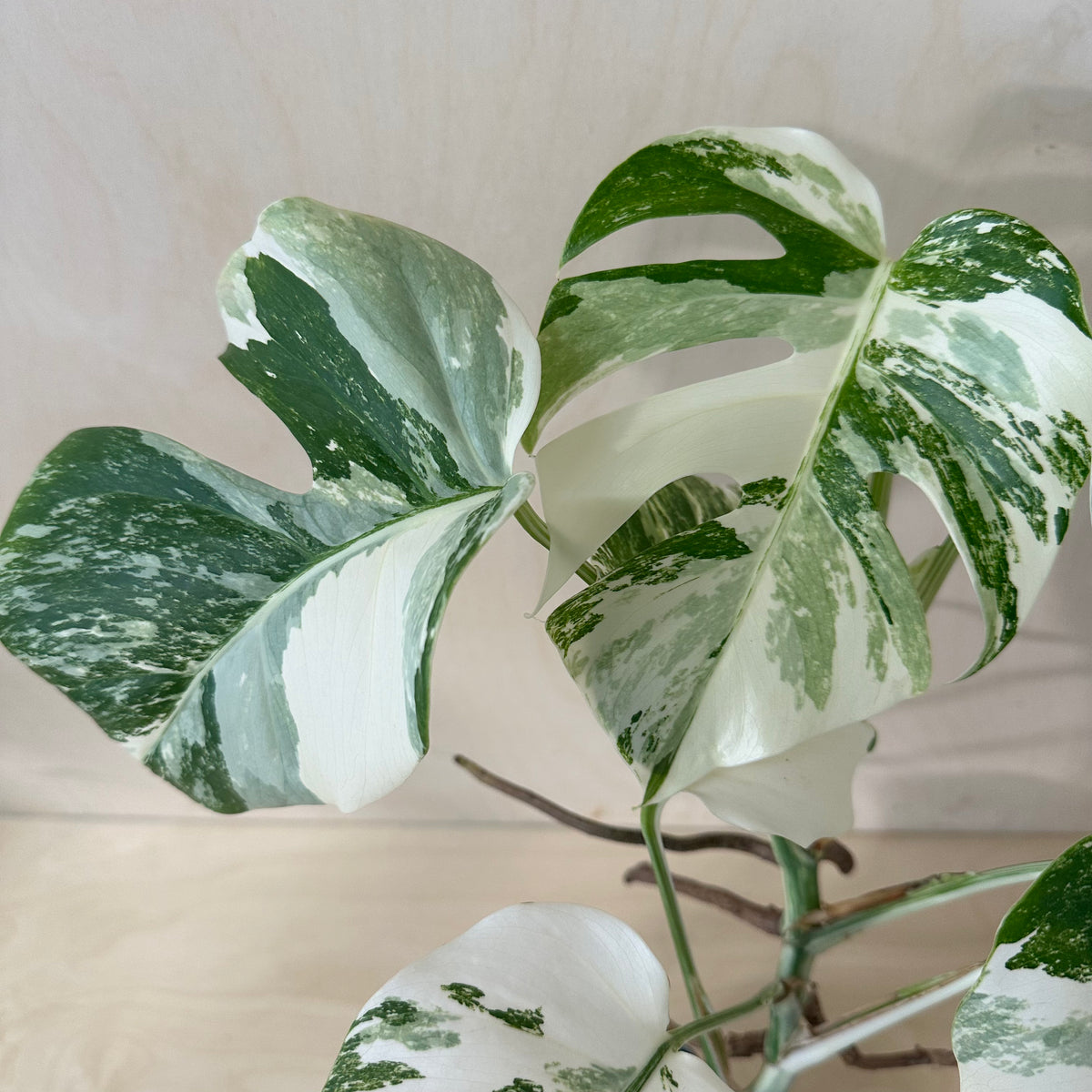 Monstera Borsigiana &quot;Albo&quot; (1A1)