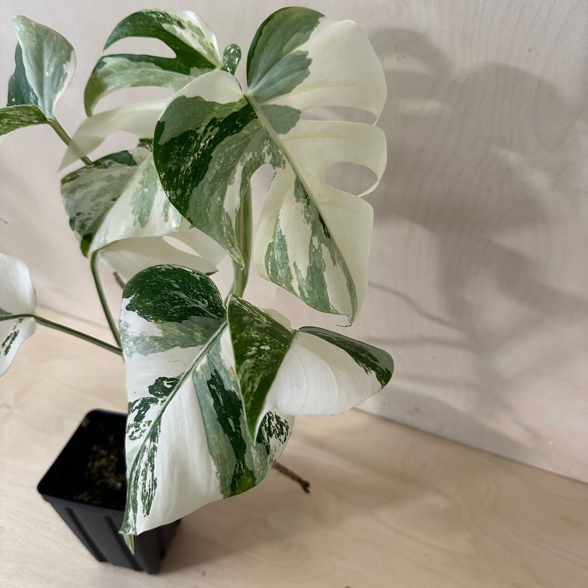 Monstera Borsigiana &quot;Albo&quot; (1A1)