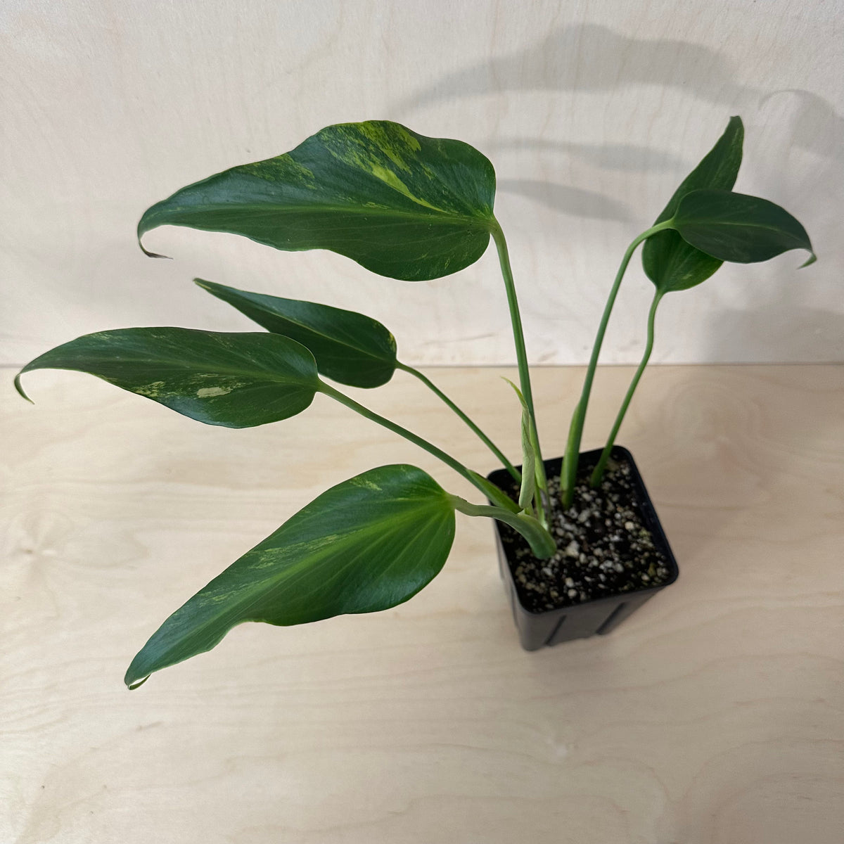 Variegated Monstera Burle Marx Flame Mature (1B6)